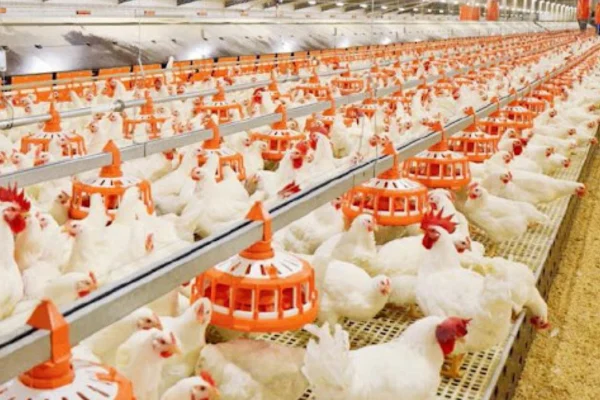 Pequeños criadores de pollo advierten posible quiebra por sobreproducción y falta de planificación
