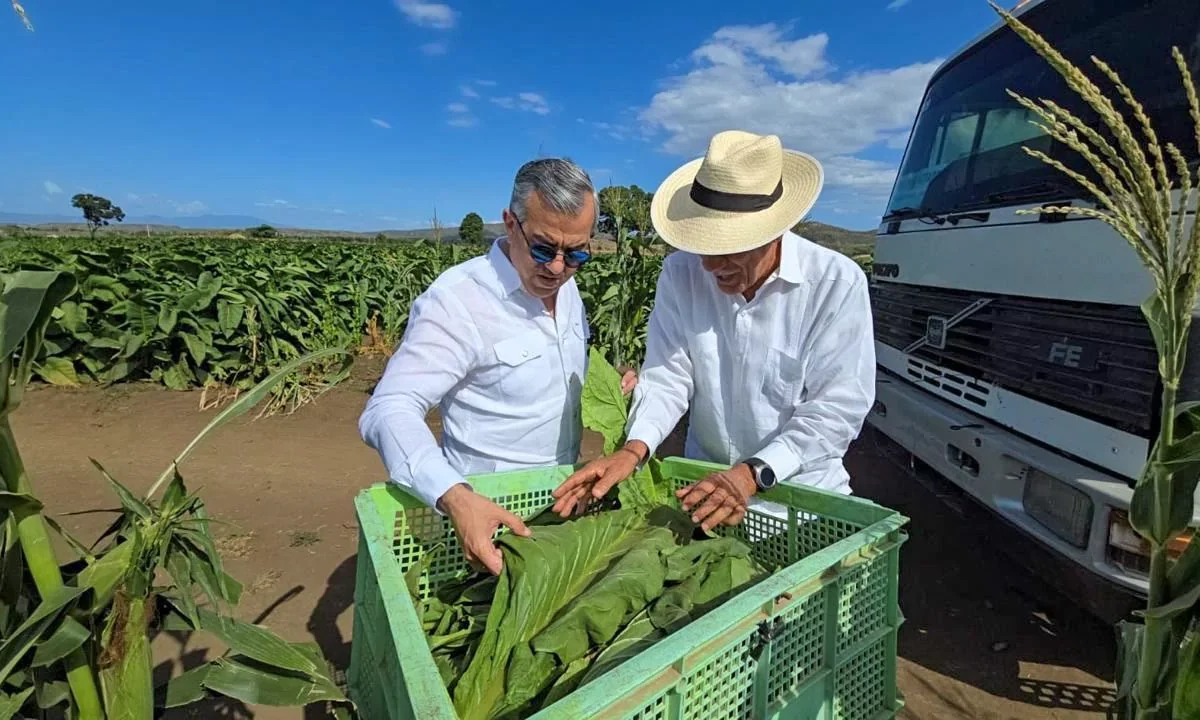 Tabaco dominicano llega a 148 países, según Intabaco