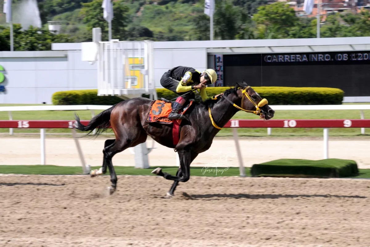 Celebrarán el sábado el Clásico Sprinter para importados