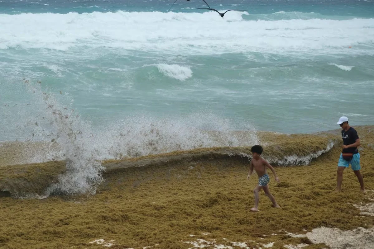 El Caribe enfrenta oleada masiva de sargazo: más de 38 millones de toneladas invaden sus aguas