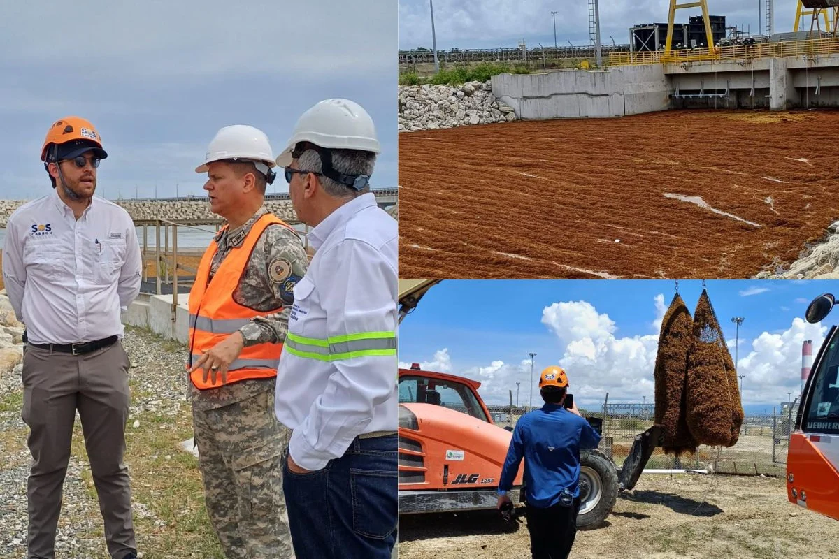 SOS Carbon y Armada Dominicana trabajan para retirar sargazo en Punta Catalina